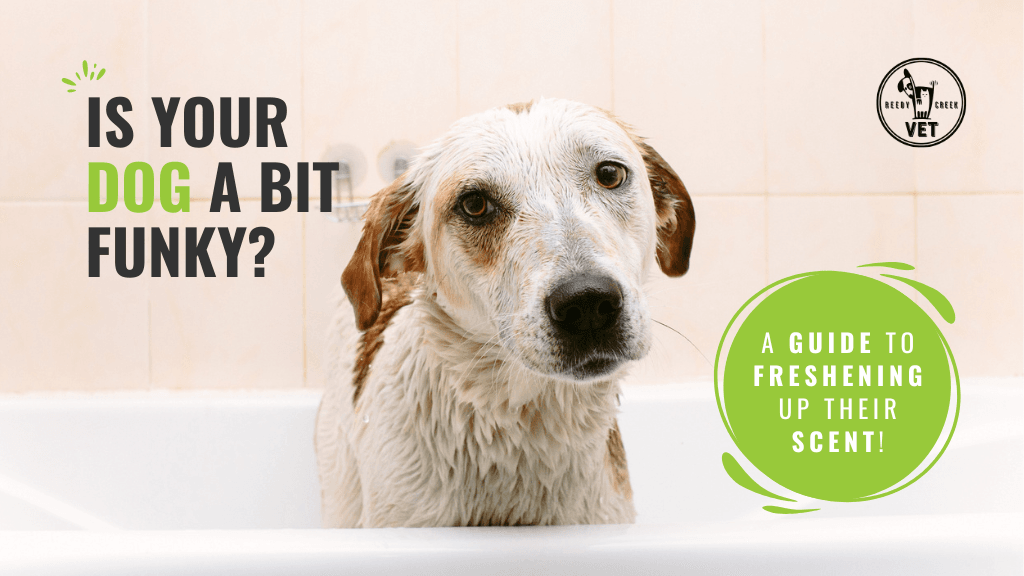 Is your dog a bit funky? A guide to Keep Your Dog Smelling Fresh and Clean Is your dog a bit funky? A guide to Keep Your Dog Smelling Fresh and Clean